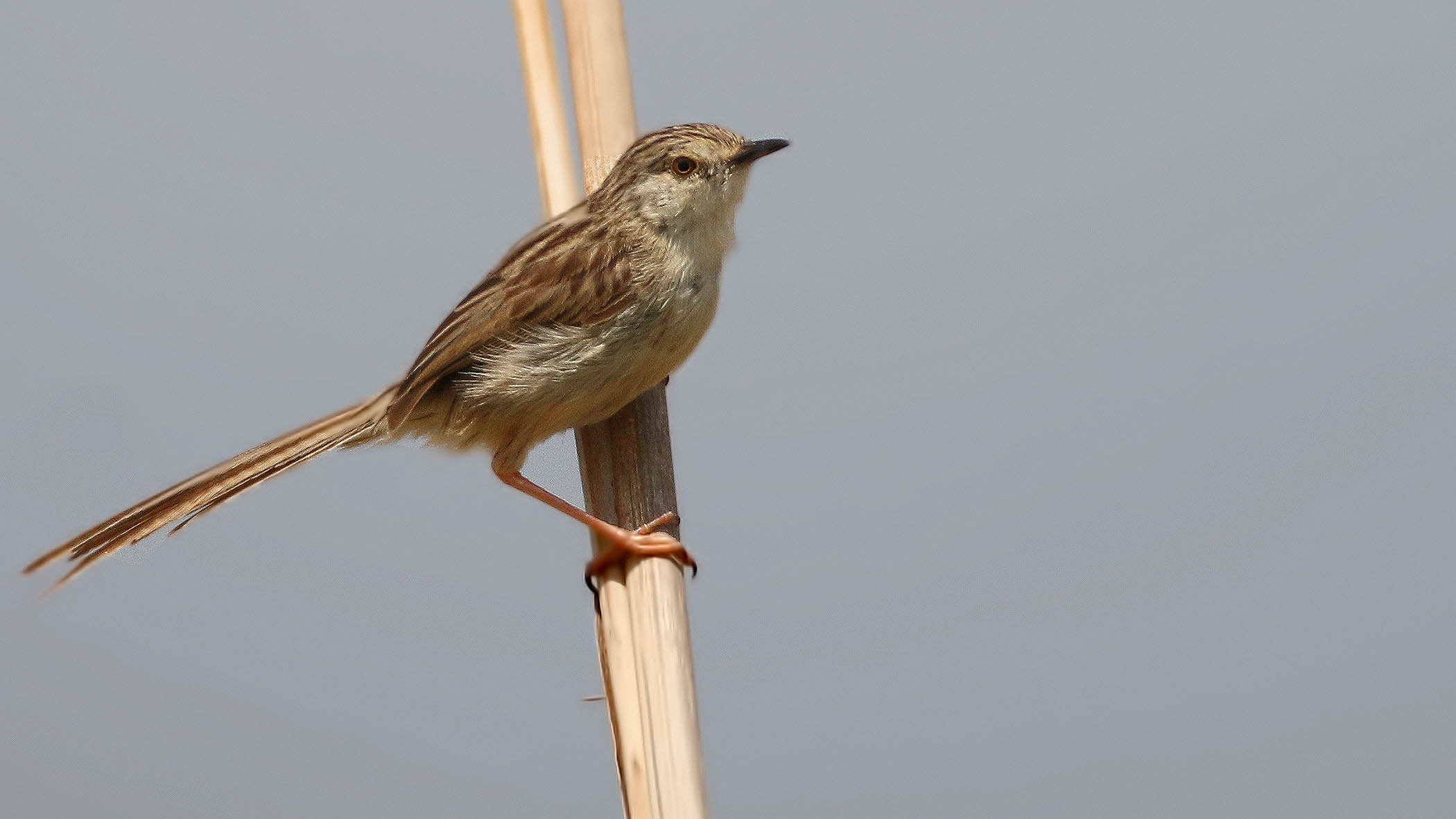 Graceful Prinia